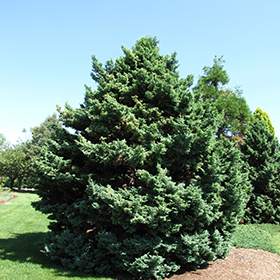 Boulevard Falsecypress #3 gallon pot