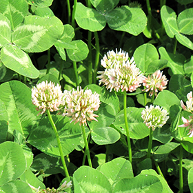 White Clover 4.25"/quart pot - Caterpillar Candy