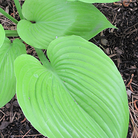 Sum and Substance Hosta #2 gallon pot