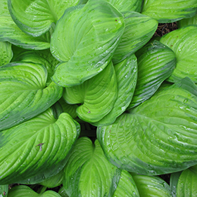 Guacamole Hosta #1 gallon pot
