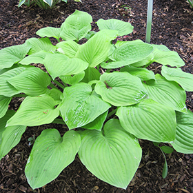 August Moon Hosta 4.25"/quart pot