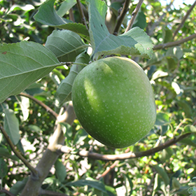 Granny Smith Apple #7 gallon pot - Hollybrook Farms