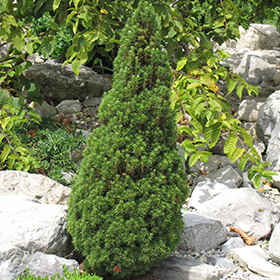 Jean's Dilly Spruce #1 gallon pot
