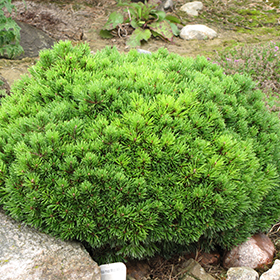 Mops Mugo Pine #3 gallon pot