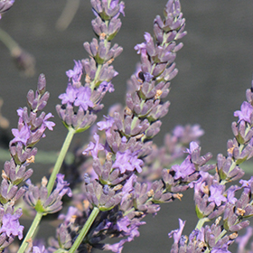 Grosso Lavender 6" pot - Stone Cottage farm