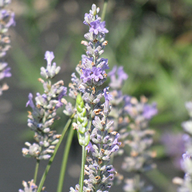 Provence Lavender 6" pot - Stone Cottage farm