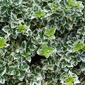 White Album Wintercreeper #2 gallon pot - Proven Winners