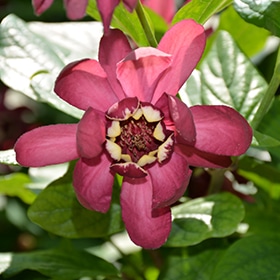 Aphrodite Sweetshrub #1.5 gallon pot - Proven Winners