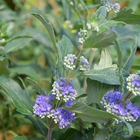 Beyond Midnight Caryopteris #3 gallon pot - Proven Winners
