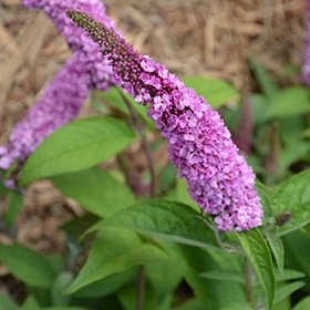 Lo & Behold Pink Micro Chip Butterfly Bush #2 gallon pot - Proven Winners
