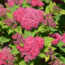 Double Play Red Spirea #3 gallon pot - Proven Winners
