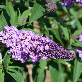 Pugster Amethyst Butterfly Bush #1.5 gallon pot - Proven Winners