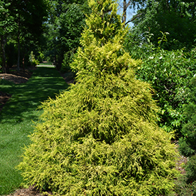 Golden Mop Falsecypress #1 gallon pot