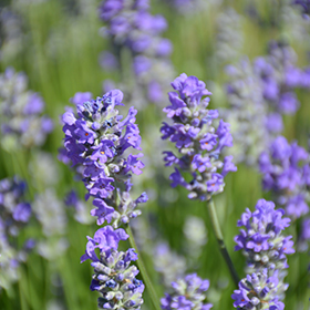Munstead Lavender #2 gallon pot