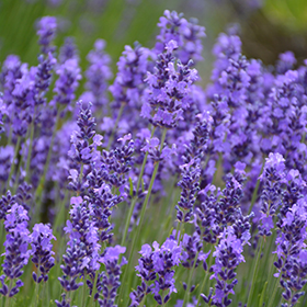 Hidcote Lavender 6" pot - Stone Cottage farm