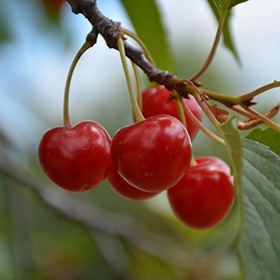 Montmorency Cherry #7 gallon pot - Hollybrook Farms