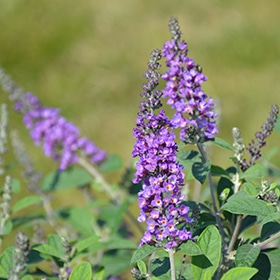 Lo & Behold Blue Chip Jr. Butterfly Bush #2 gallon pot - Proven Winners