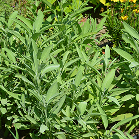 Common Sage 3.25"/pint pot - Chef Jeff