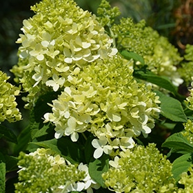 Little Lime Hydrangea #3 gallon pot - Proven Winners