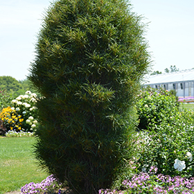 Fine Line Fern Leaf Buckthorn #1.5 gallon pot - Proven Winners