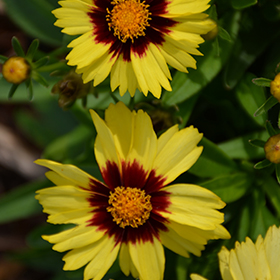 UpTick Yellow and Red Tickseed 4.25"/quart pot