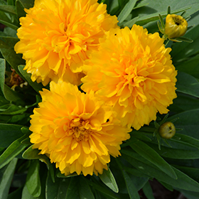 Solanna Golden Sphere Tickseed #1 gallon pot