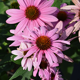 Prairie Splendor Coneflower 4.25"/quart pot