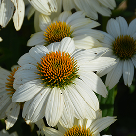 PowWow White Coneflower 4.25"/quart pot