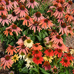 Cheyenne Spirit Coneflower 4.25"/quart pot