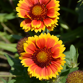 Arizona Sun Blanket Flower #1 gallon pot