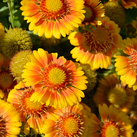 Arizona Apricot Blanket Flower 4.25"/quart pot