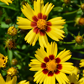 Sunkiss Tickseed #2 gallon pot