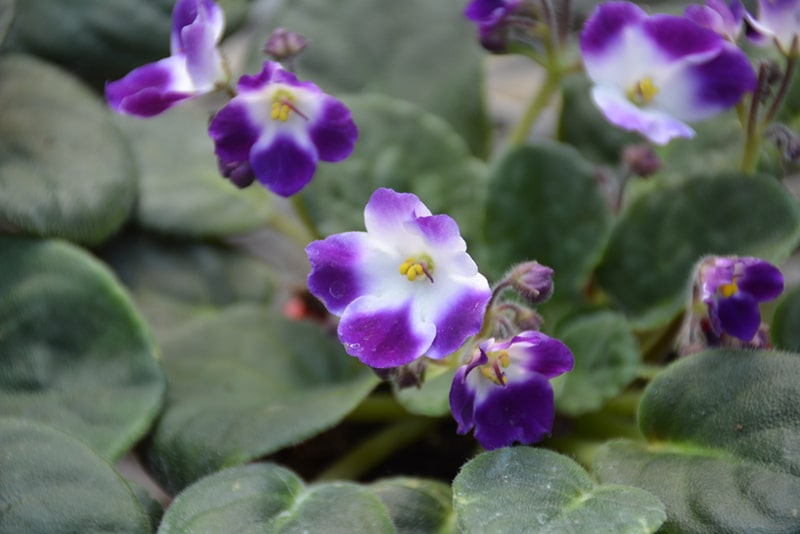 Little Axel African Violet