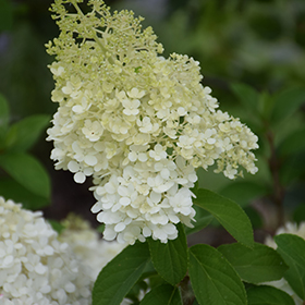 Bobo Hydrangea #1.5 gallon pot - Proven Winners