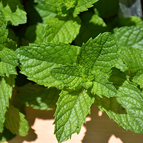Mojito Mint 3.25"/pint pot - Chef Jeff