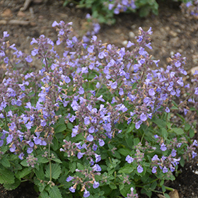 Kitten Around Catmint #1 gallon pot