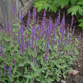 Caradonna Sage 4.25"/quart pot