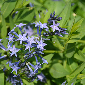 Blue Ice Star Flower #1 gallon pot