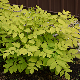 Sun King Japanese Spikenard #2 gallon pot