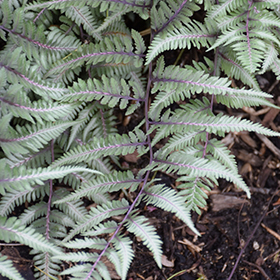 Godzilla Giant Japanese Painted Fern #1 gallon pot