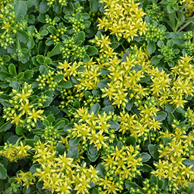 Little Miss Sunshine Stonecrop #1 gallon pot