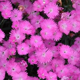 Firewitch Pinks #1 gallon pot