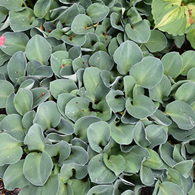 Blue Mouse Ears Hosta 3.25"/pint pot