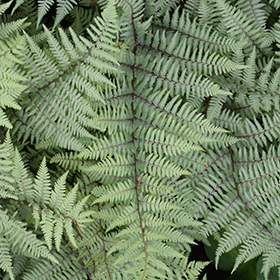 Ghost Fern #1 gallon pot