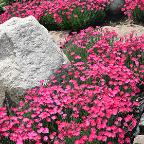 Paint The Town Magenta Pinks #1.5 gallon pot - Proven Winners