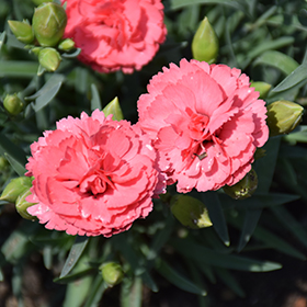 Fruit Punch Classic Coral Pinks #1.5 gallon pot - Proven Winners
