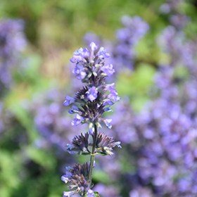 Cat's Pajamas Catmint #1 gallon pot - Proven Winners