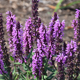 Pink Profusion Meadow Sage #1.5 gallon pot