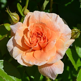 At Last Rose #3 gallon pot – Proven Winners