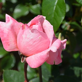 Sweet Mademoiselle Rose #3 gallon pot
